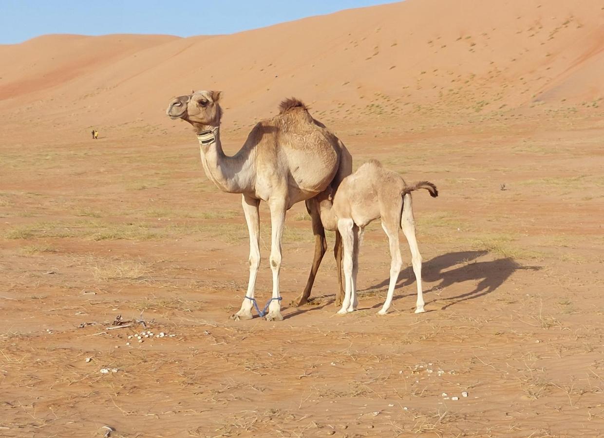 Delight Desert Camp Al Wāşil Kültér fotó
